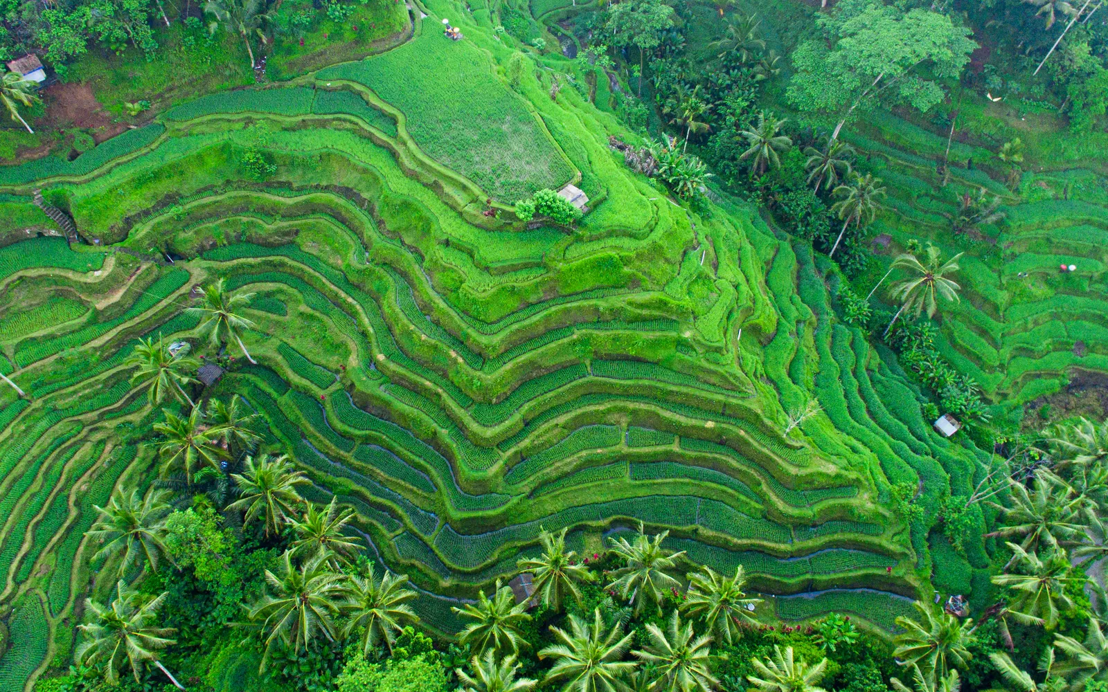 The Tegallalang rice terraces near Ubud seen from the air, cut into curved green steps