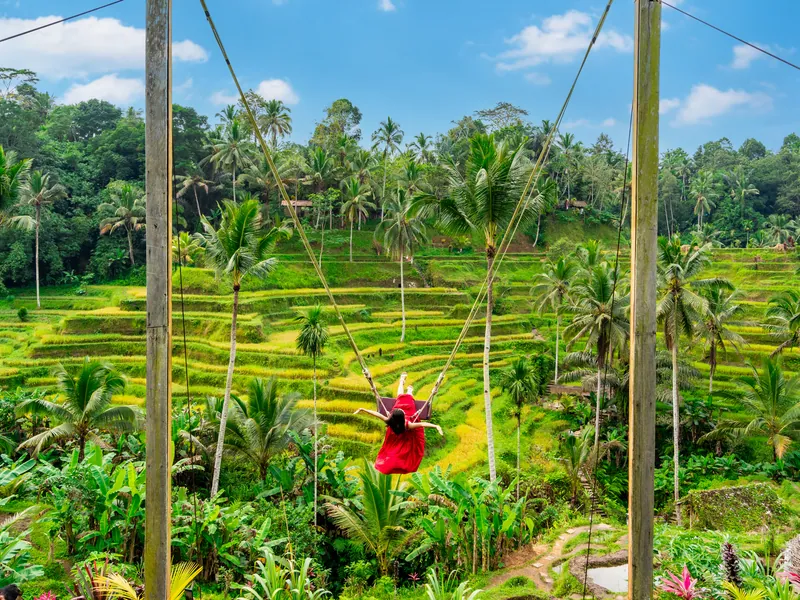 Green rice paddies and palms on the edge of Ubud