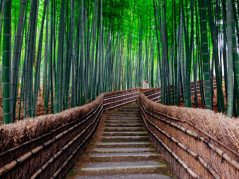 A path running through the tall bamboo grove at Arashiyama