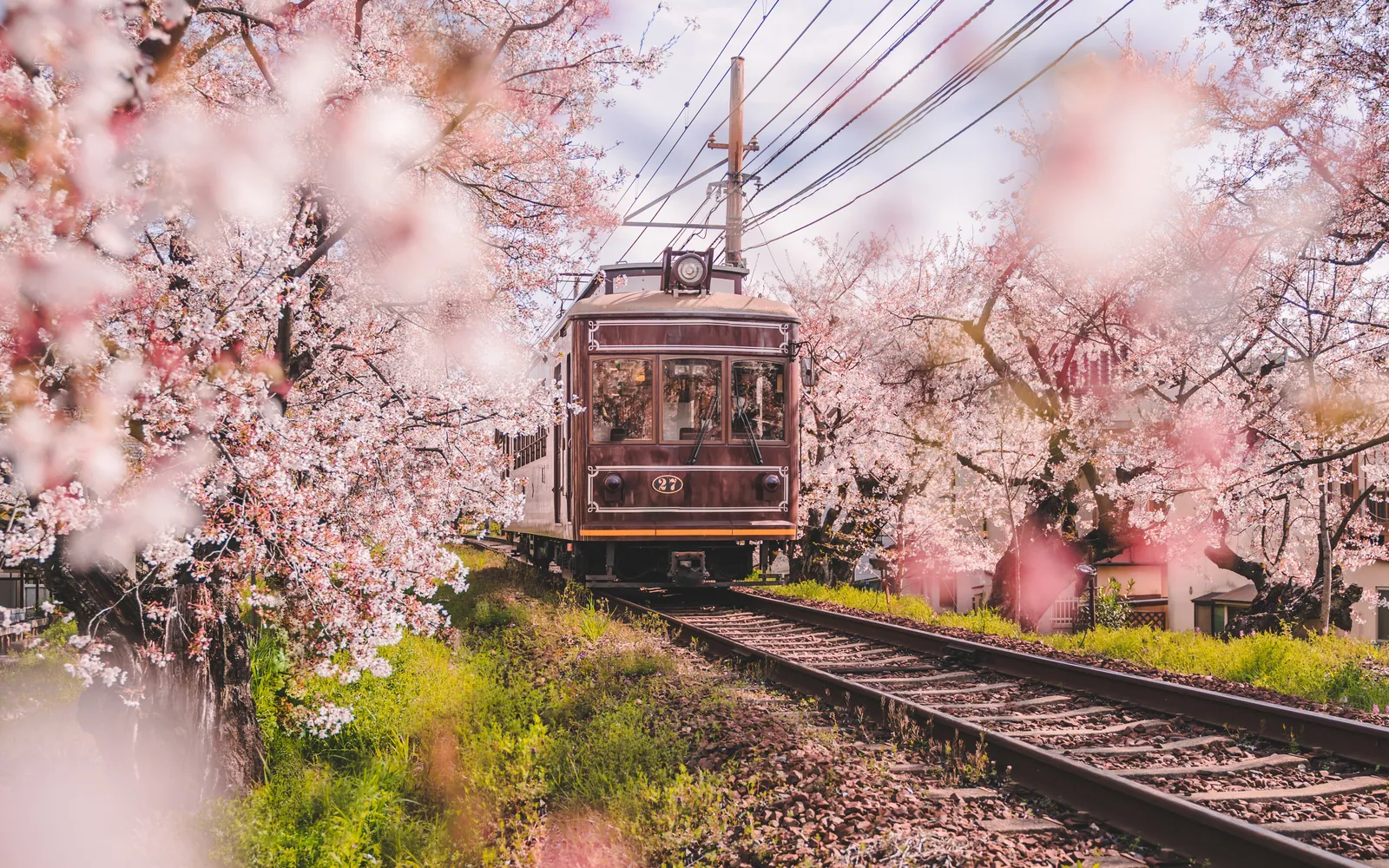 A tram passing between cherry trees in full blossom