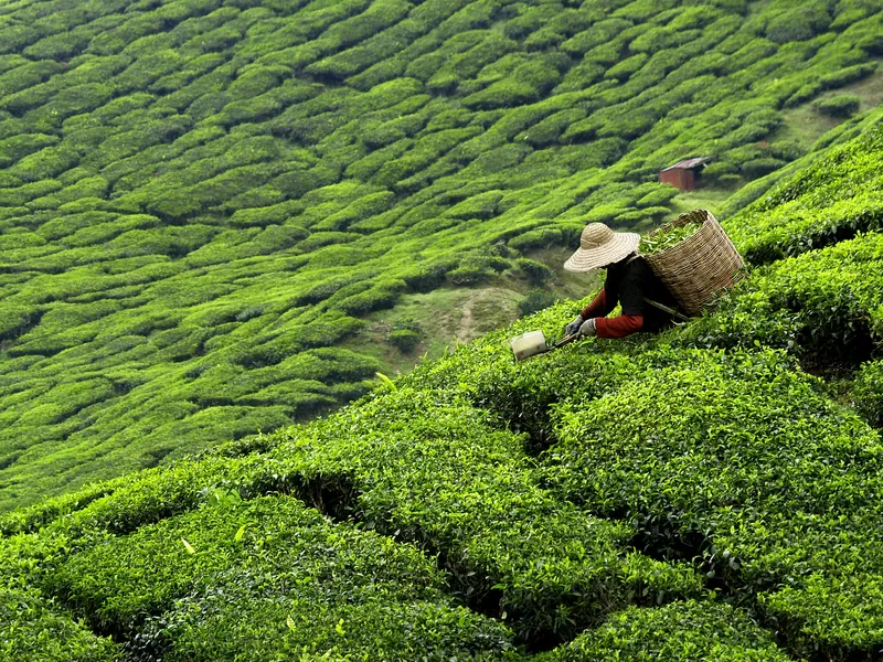 Tea bushes covering a steep green hillside