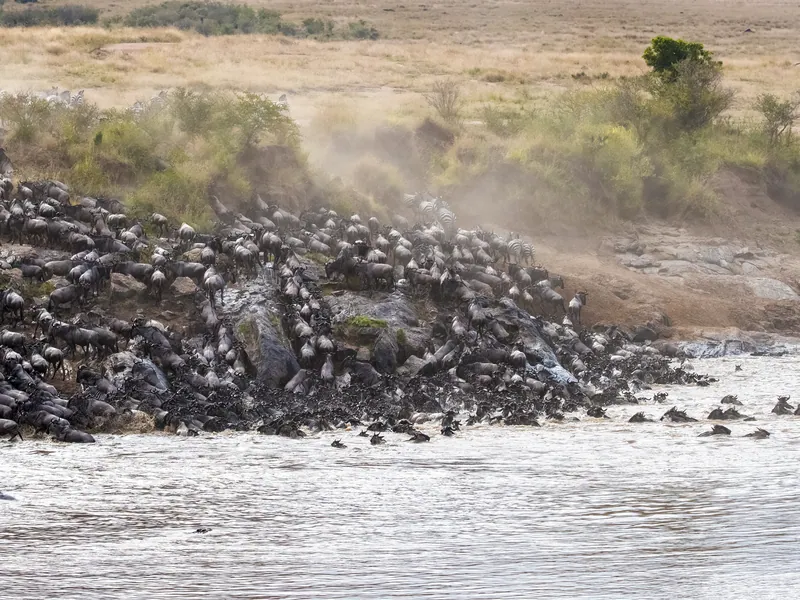 Wildebeest massed at a riverbank during a crossing